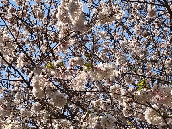 image_543631326255014